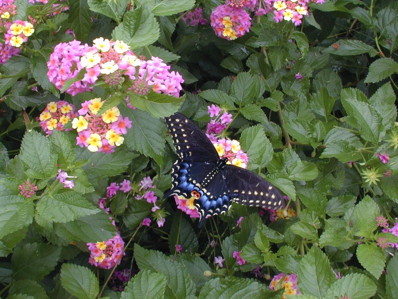 eco friendly landscapes drought tolerant butterfly gardens sustainable